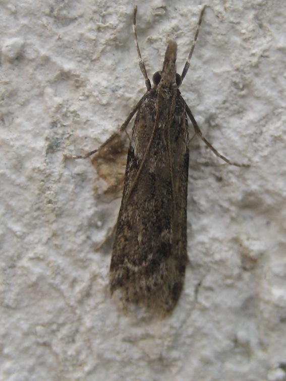 variabilit Eudonia angustea